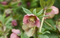 A beautiful pink Helleborus, Christmas rose, plant in flower.