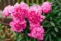 Beautiful pink herbaceous peony flowers in the summer garden