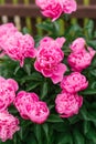 Beautiful pink herbaceous peony flowers in the summer garden