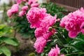 Beautiful pink herbaceous peony flowers in the summer garden