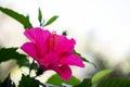 Beautiful pink hibiscus blossom in a natural environment. Close up.