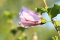 Beautiful pink hibiscus bud growing outdoors, closeup Royalty Free Stock Photo