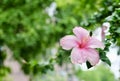 Beautiful Pink Hibiscus or Bunga Raya Flower