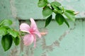 Beautiful Pink Hibiscus or Bunga Raya Flowers