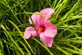 Beautiful Pink Hibiscus