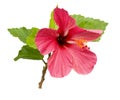 Beautiful Pink Hibiscus Flower