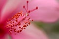 Beautiful Pink Hibiscus Flower. Elements of flower. Macro Photography Royalty Free Stock Photo