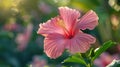 Beautiful Pink Hibiscus Flower in Full Bloom on Green Background Royalty Free Stock Photo