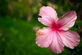 Beautiful pink hibiscus flower in the garden with green background