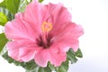Beautiful pink hibiscus flower over white Royalty Free Stock Photo