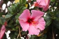 Beautiful, pink hibiscus flower blooming in a garden Royalty Free Stock Photo