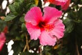 Beautiful, pink hibiscus flower blooming in a garden Royalty Free Stock Photo