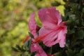 Beautiful, pink hibiscus flower blooming in a garden Royalty Free Stock Photo