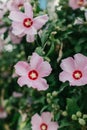 Beautiful pink Hibiskus flowers in a summer garden Royalty Free Stock Photo