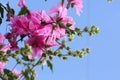 Beautiful pink Hollyhock flowers in the garden Royalty Free Stock Photo