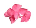 Beautiful pink hortensia plant florets on white background Royalty Free Stock Photo