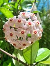 Beautiful pink Hoya Flower in garden