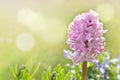 Close on beautiful pink hyacinth