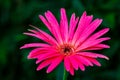 Beautiful pink hybrid Gerbera or Barberton daisy flowers