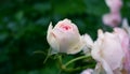 Beautiful pink Hybrid Tea rose after rain