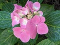A beautiful pink Hydrangea bloom Royalty Free Stock Photo