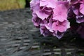 Beautiful pink hydrangea bloom on iron table with copy space Royalty Free Stock Photo