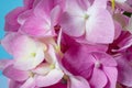 Beautiful pink hydrangea close-up on a blue background. Full frame. natural light. Blur and selective focus. Royalty Free Stock Photo