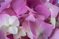 Beautiful pink hydrangea close-up. Full frame. Extreme flowers closeup. Blur and selective focus Royalty Free Stock Photo