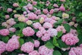 Beautiful pink hydrangea flower blooming in garden