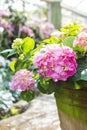 Beautiful pink Hydrangea flower in clay pot over blurred flower garden background Royalty Free Stock Photo