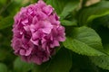 Beautiful pink Hydrangea flower, close up Royalty Free Stock Photo