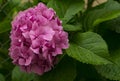 Beautiful pink Hydrangea flower, close up Royalty Free Stock Photo