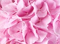 Beautiful pink hydrangea flowers, closeup Royalty Free Stock Photo