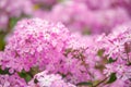 Beautiful pink hydrangea flowers in the garden Royalty Free Stock Photo