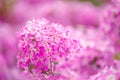 Beautiful pink hydrangea flowers in the garden Royalty Free Stock Photo