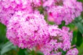 Beautiful pink hydrangea flowers in the garden Royalty Free Stock Photo