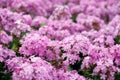 Beautiful pink hydrangea flowers in the garden Royalty Free Stock Photo