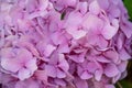 beautiful pink hydrangea flowers in the garden Royalty Free Stock Photo