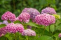 Beautiful Pink Hydrangea Flowers Growing in the Garder Royalty Free Stock Photo