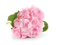 Beautiful pink hydrangea flowers on white background Royalty Free Stock Photo