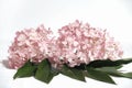 beautiful pink hydrangea flowers on white background Royalty Free Stock Photo