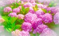 Beautiful pink hydrangea in full bloom Royalty Free Stock Photo