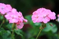 Beautiful pink Hydrangea or Hortensia flower blossoming in garden,Closeup freshness Hydrangea flowers with leaf and branch in
