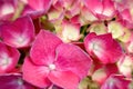 Beautiful pink hydrangea in a rainy day. Flower in bloom Royalty Free Stock Photo