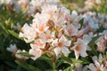 Beautiful pink hydrangeas bloomed