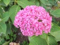 Beautiful pink hydrangeas Royalty Free Stock Photo