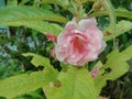 Beautiful of Pink Impatiens balsamina flower. Royalty Free Stock Photo