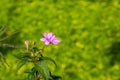 Beautiful Pink impatient flower bloming with blurry background