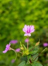 Beautiful Pink impatient flower bloming with blurry background