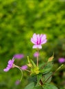 Beautiful impatient flower bloming with blurry background